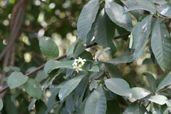 Tabernaemontana pachysiphon